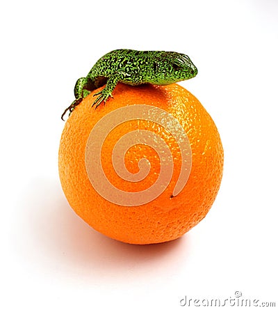 Lizard on orange Stock Photo