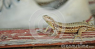 Photography of Podarcis muralis common wall lizard Stock Photo