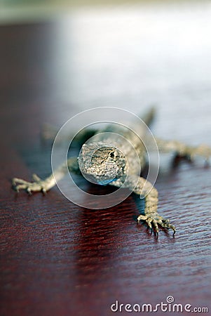 Lizard on red wood Stock Photo