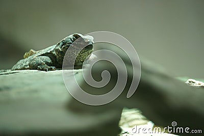 lizard, reptile, reptile, wild, life, animal, rock, nature, wild, Stock Photo