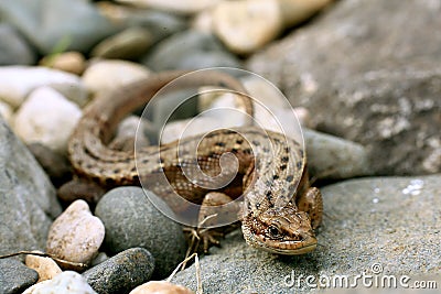 Lizard on the rocks unusual Stock Photo
