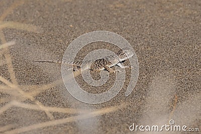 Lizard on sand. Toad-headed Agama or Phrynocephalus interscapularis. Desert in Altyn Emel National Park, Kazakhstan Stock Photo