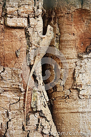 Lizard Sitting on a big Tree Stock Photo