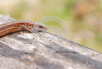 Lizard sitting on old log in nature Stock Photo