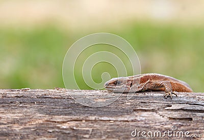 Lizard sitting on old log in nature Stock Photo