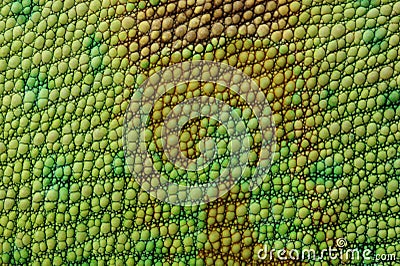 Lizard skin Stock Photo