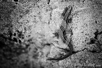 Lizard, sleeker on the rock Stock Photo