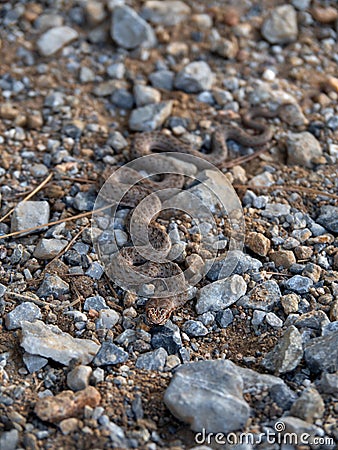 Lizard snake Malpolon monspessulanus mimics on rocks in Greece Stock Photo
