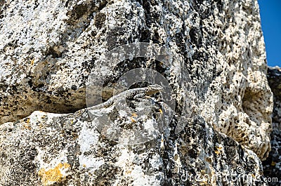 Lizard on the stone ruins Stock Photo