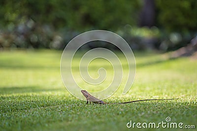 Lizard strolling in the green grass in Thailand. Animal and nature concept Stock Photo