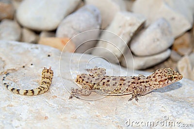 Lizard tail loss - Mediterranean Gecko Stock Photo