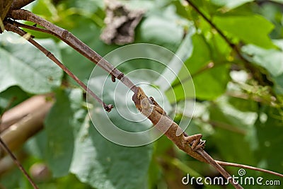 Lizard on the tree Stock Photo