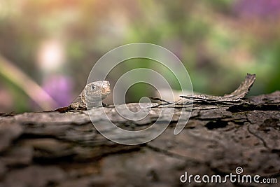 Lizard on a tree Stock Photo