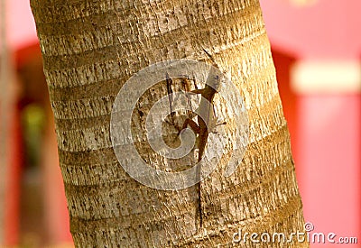 Lizard on a tree Stock Photo