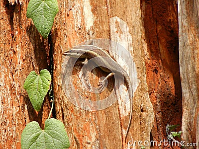 Lizard on the tree Stock Photo