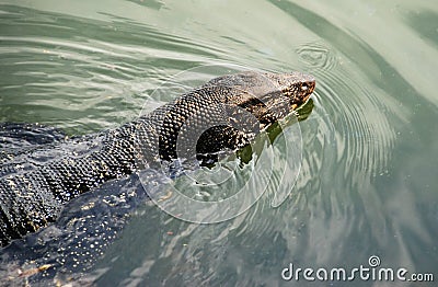 Lizard in water Stock Photo