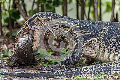 Lizard (Water monitor) is large lizard eating fish Stock Photo