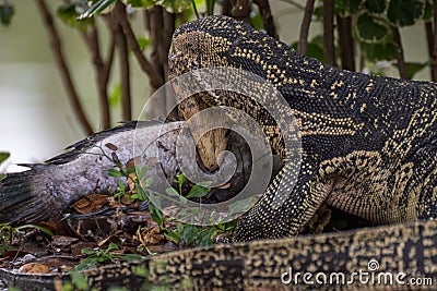 Lizard (Water monitor) is large lizard eating fish Stock Photo