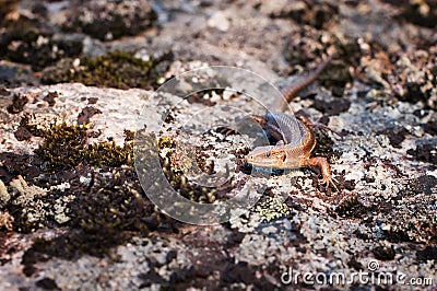 Lizard, wild animal, reptile on rock. Outdoor Stock Photo