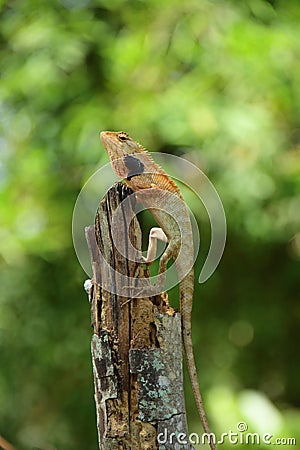 Lizard on wood Stock Photo