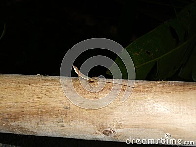 Lizard on wood trunk in forest and jungle at night Stock Photo