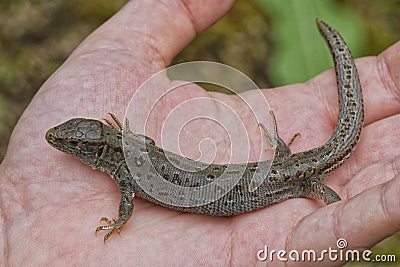 Lizard & x28;Lacerta agilis& x29; on people hand Stock Photo