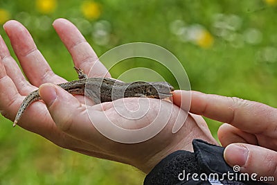 Lizard & x28;Lacerta agilis& x29; on people hand Stock Photo