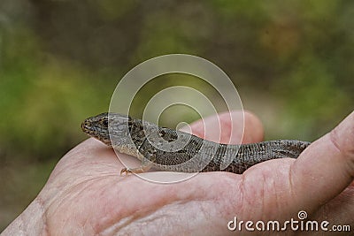 Lizard & x28;Lacerta agilis& x29; on people hand Stock Photo