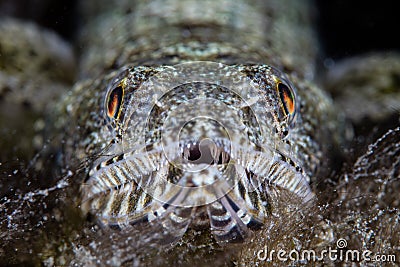 Lizardfish on Seafloor of Pacific Ocean Stock Photo