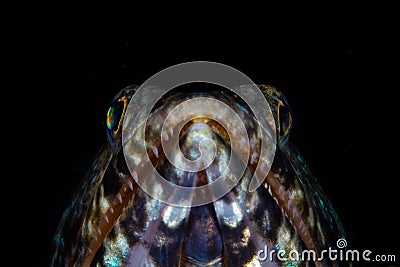 Predatory Lizardfish and Black Background in Indonesia Stock Photo