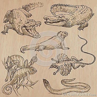 Lizards - An hand drawn vector pack Vector Illustration