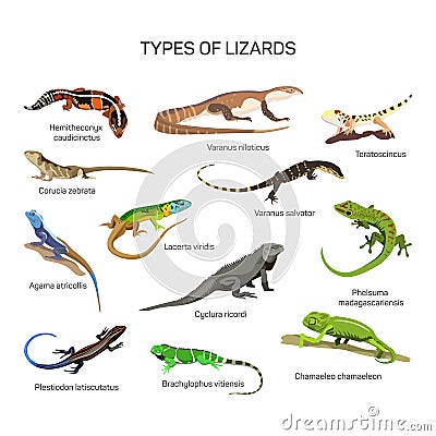Lizards vector set in flat style design. Different kind of lizard reptile species icons collection. Vector Illustration