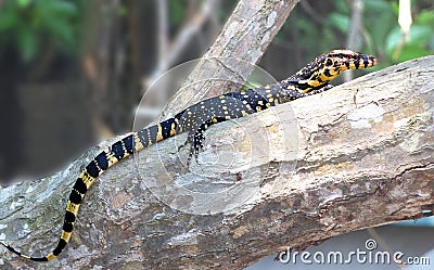 Lizards are a widespread group of squamate reptiles Stock Photo