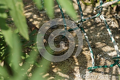 A brown lizard hiding behind grass. Stock Photo