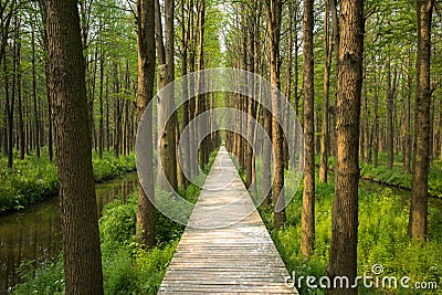 XINGHUA, CHINA: Lizhongshuishang forest or Li Zhong water forest is the natural ecological oxygen bar, is a good place for urban p Stock Photo