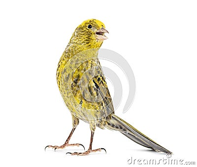 Lizzard canary Tweeting looking at camera, isolated Stock Photo