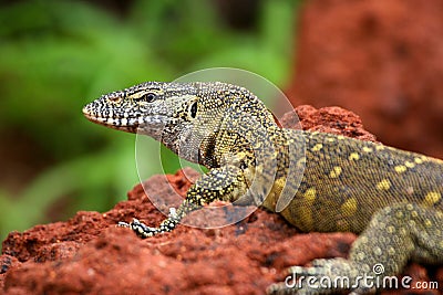 Lizzard On Red Stock Photo