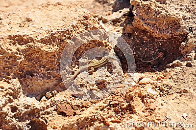 Lizzard in sand Stock Photo