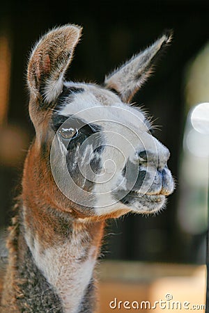 Llama Stock Photo