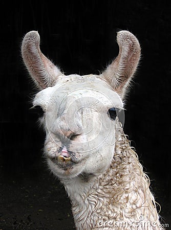 Llama Stock Photo