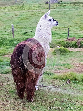 Llama also called alpaca on a green field at the Colombian mountains Stock Photo