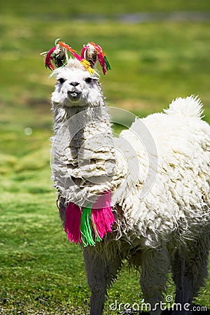 Llama, Bolivia Stock Photo