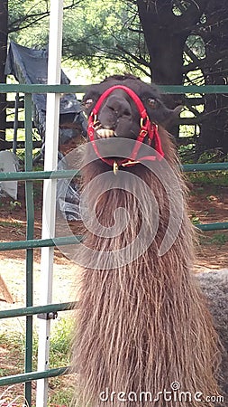 Brown Llama with a crooked smile and ears back Stock Photo