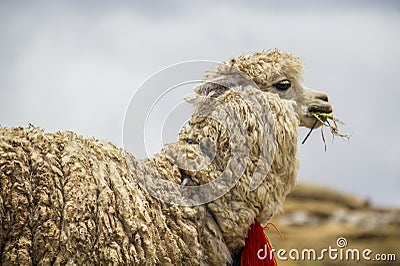 Llama eating Stock Photo