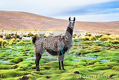 Llama in Eduardo Avaroa National Park , Bolivia Stock Photo