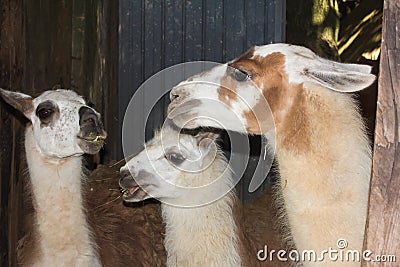 Llama family eating hay Stock Photo