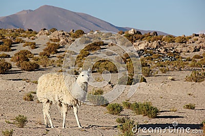 A Llama grazing on the Altiplano Stock Photo