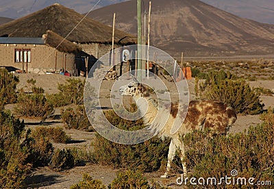 A Llama grazing on the Altiplano Stock Photo