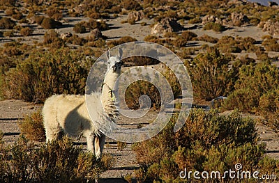 A Llama grazing on the Altiplano Stock Photo