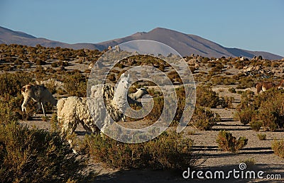 A Llama grazing on the Altiplano Stock Photo